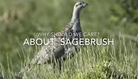 Why care about sagebrush?