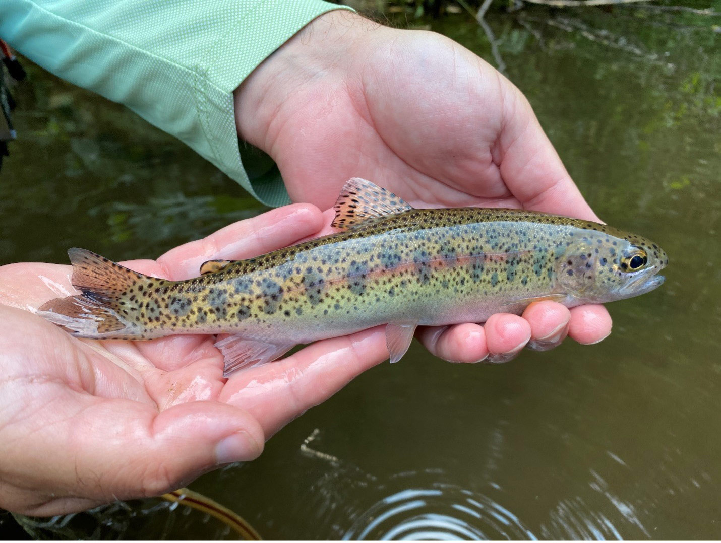 redband trout