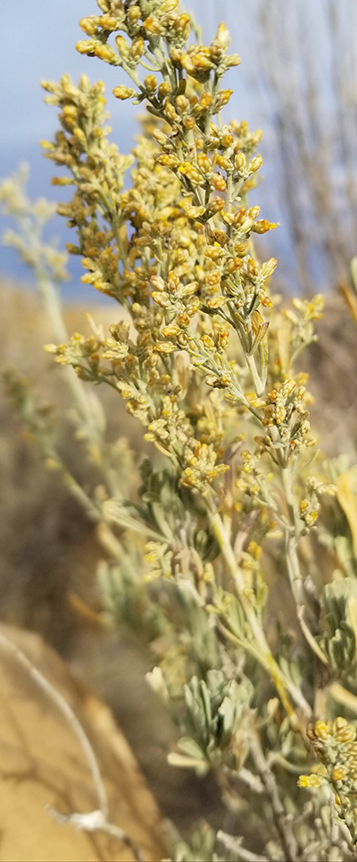 sagebrush image