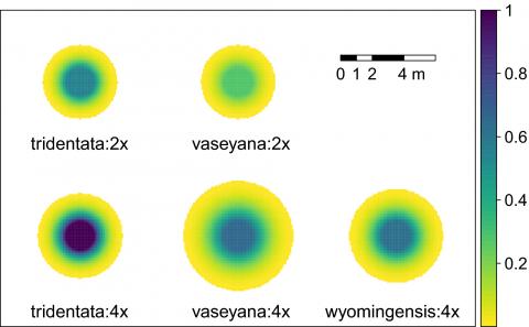 Predicted below-ground zone of influence of Artemisia tridentata