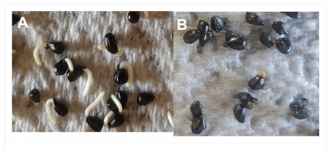 Figure 8 from Journal of Ethnobiology manuscript depicting Germinating C. quamash seeds from Camas Prairie (A) and Grays Lake (B