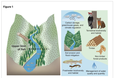 Figure 1 from Scientific Reports manuscript