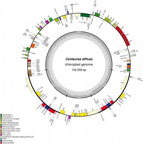 genomic analyses