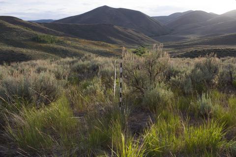 Line point intercept transect at Rinker Rock Creek Ranch