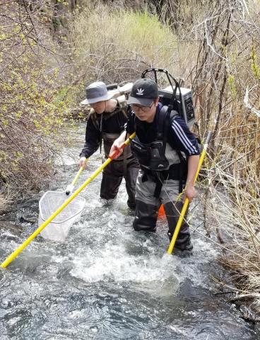 Redband field sampling