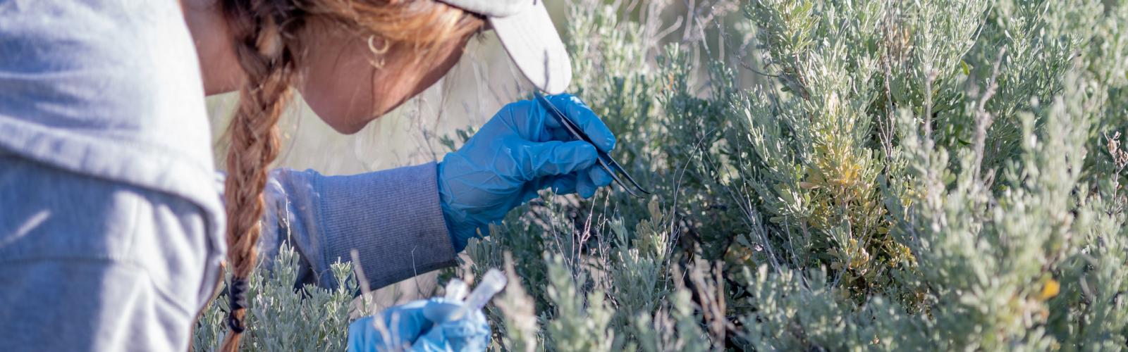 Sagebrush Microbiome