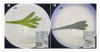 Figure 2 from Applications in Plant Science manuscript