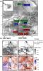 Figure from Molecular Ecology manuscript